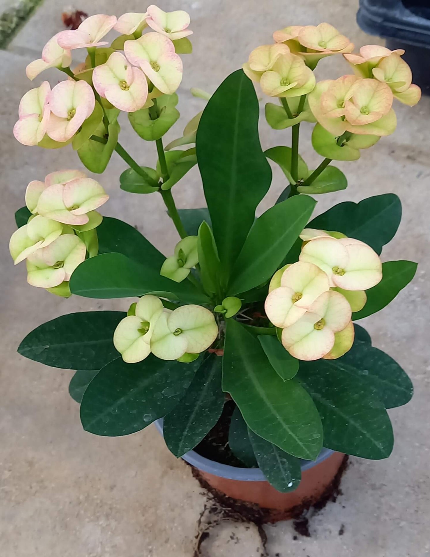 Euphorbia 'Hot Milii' creme mit rosa Touch T11