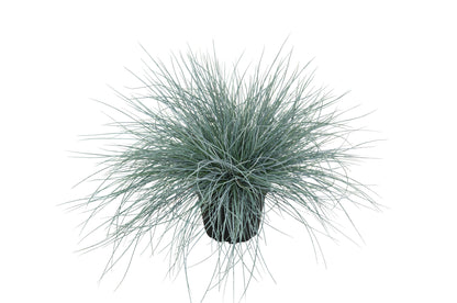 Blauschwingel (Festuca glauca) 'Eisvogel' T11/12 - winterhart