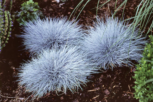 Blauschwingel (Festuca glauca) 'Eisvogel' T11/12 - winterhart
