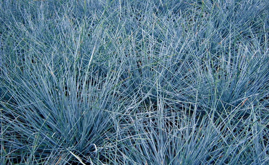 Blauschwingel (Festuca cinerea) 'Kitty Dark Blue' T11/12 - winterhart