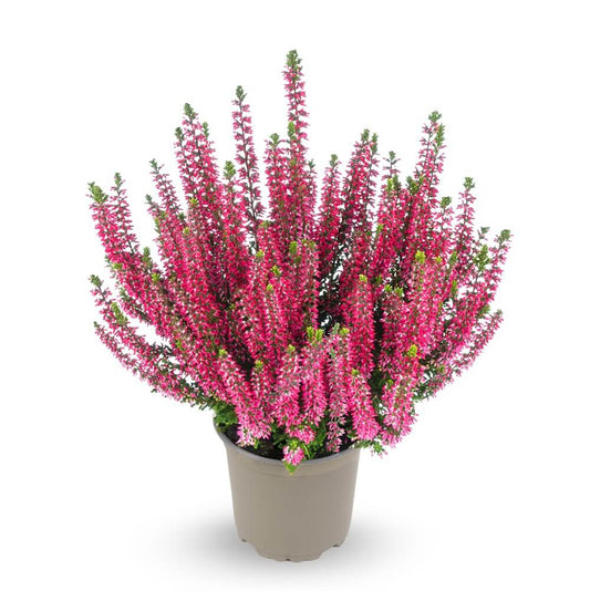 Knospenheide (Calluna vulgaris) Gardengirls® Amina