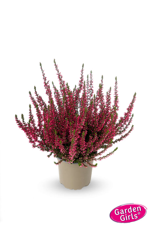 Knospenheide (Calluna vulgaris) Gardengirls® rot