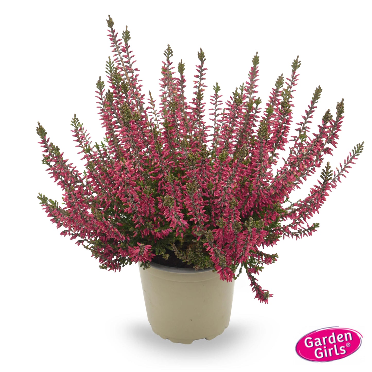 Knospenheide (Calluna vulgaris) Gardengirls® rot