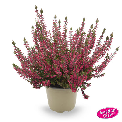 Knospenheide (Calluna vulgaris) Gardengirls® rot