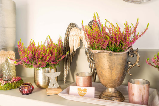 Knospenheide (Calluna vulgaris) Gardengirls® Golden Angie
