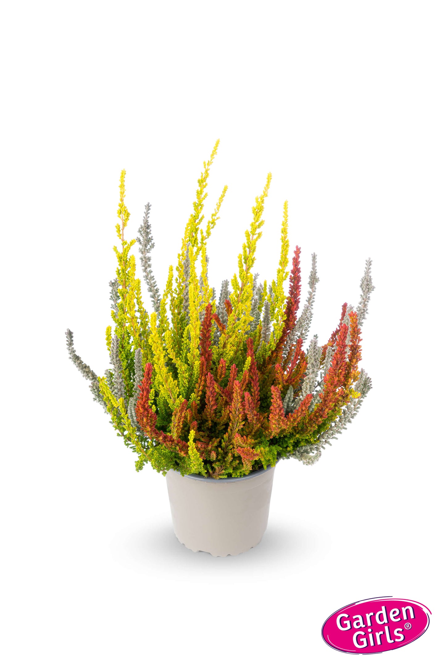 Knospenheide (Calluna vulgaris) Sunset Fire® Icy Fire T13