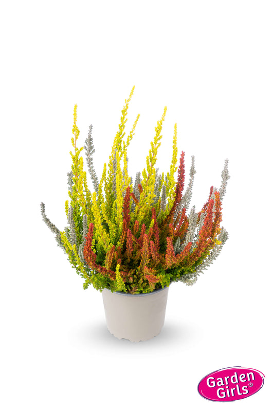 Knospenheide (Calluna vulgaris) Sunset Fire® Icy Fire T13