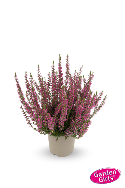 Knospenheide (Calluna vulgaris) Gardengirls® violett