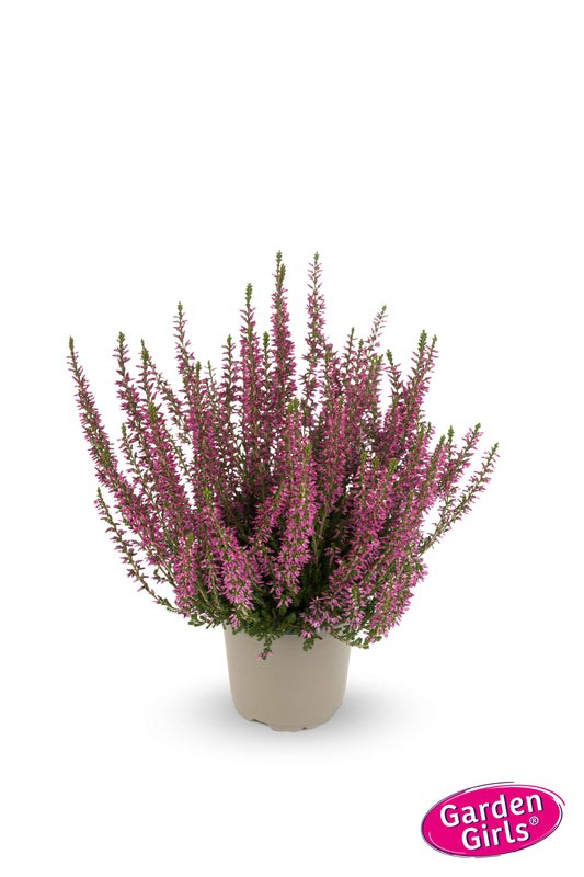Knospenheide (Calluna vulgaris) Gardengirls® violett
