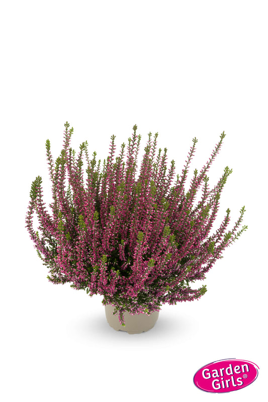 Knospenheide (Calluna vulgaris) Gardengirls® Liliane