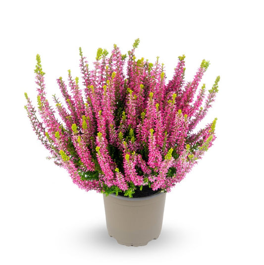 Knospenheide (Calluna vulgaris) Gardengirls® Lilith