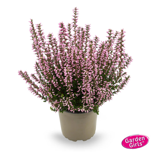 Knospenheide (Calluna vulgaris) Gardengirls® rosa