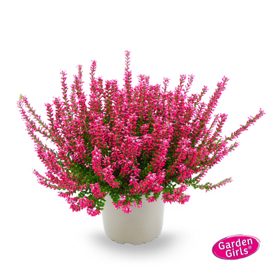 Knospenheide (Calluna vulgaris) Gardengirls® Mary Ann