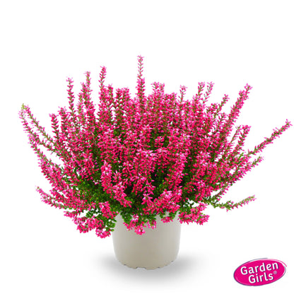 Knospenheide (Calluna vulgaris) Gardengirls® rot
