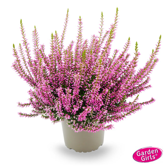 Knospenheide (Calluna vulgaris) Gardengirls® pink