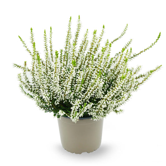 Knospenheide (Calluna vulgaris) Gardengirls® Mary Lu