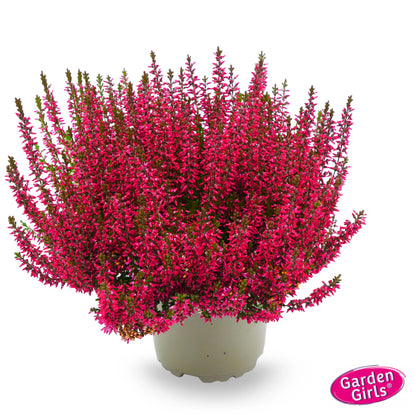 Knospenheide (Calluna vulgaris) Gardengirls® rot