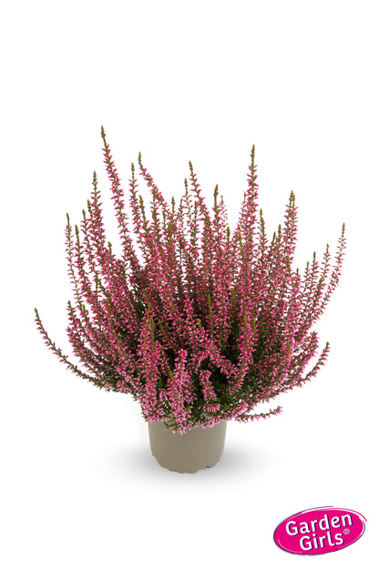 Knospenheide (Calluna vulgaris) Gardengirls® pink