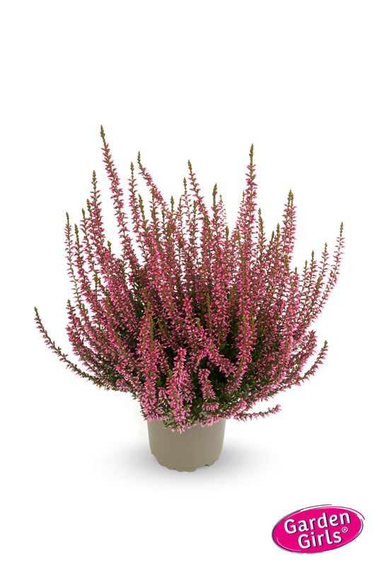 Knospenheide (Calluna vulgaris) Gardengirls® pink