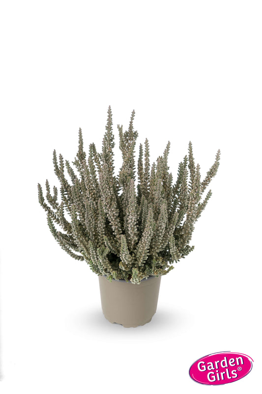 Knospenheide (Calluna vulgaris) Sunset Girls Fluffy
