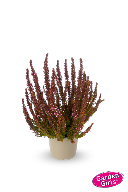 Knospenheide (Calluna vulgaris) Sunset Girls Zorina