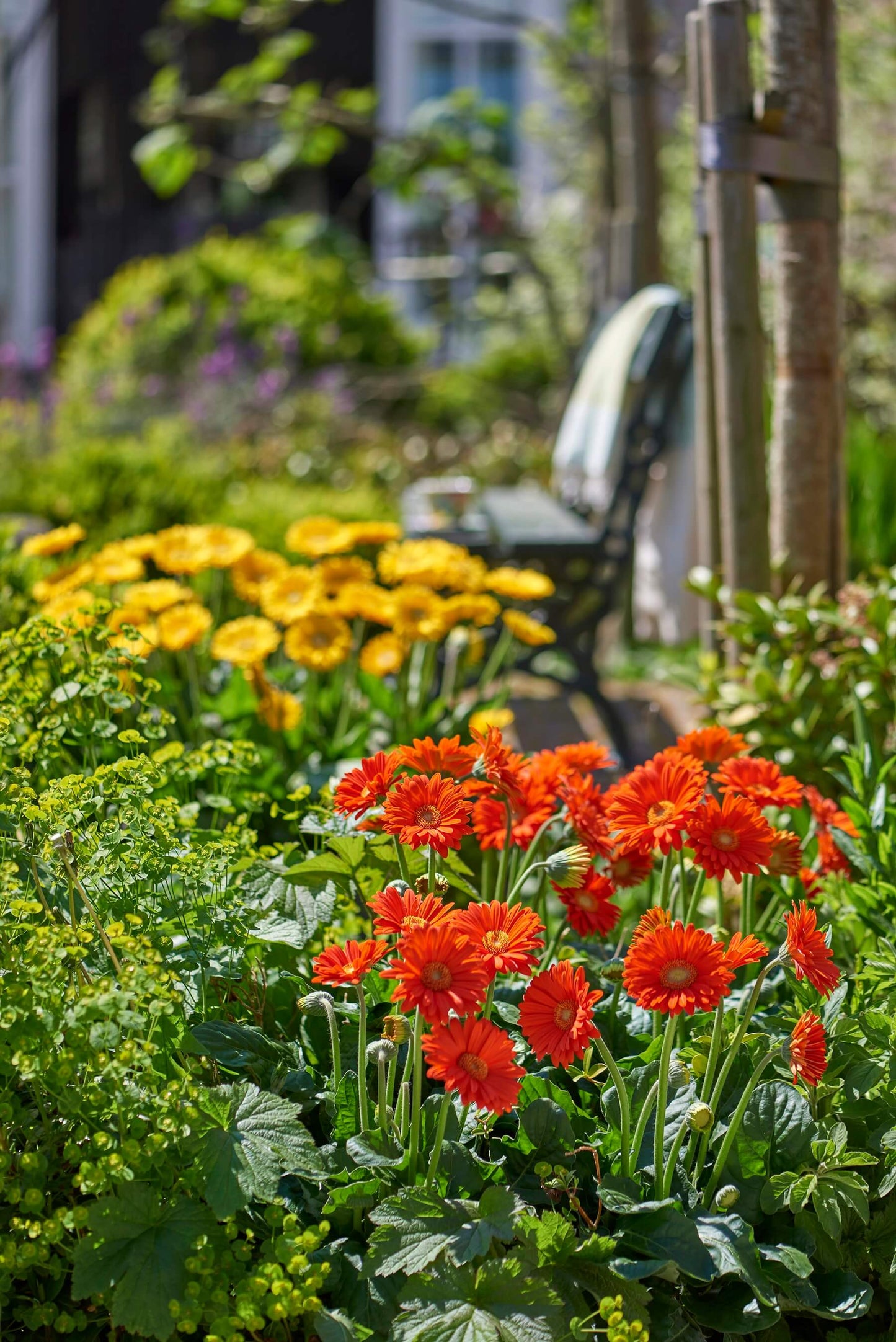 Gerbera Garvinea® in verschiedenen Farben