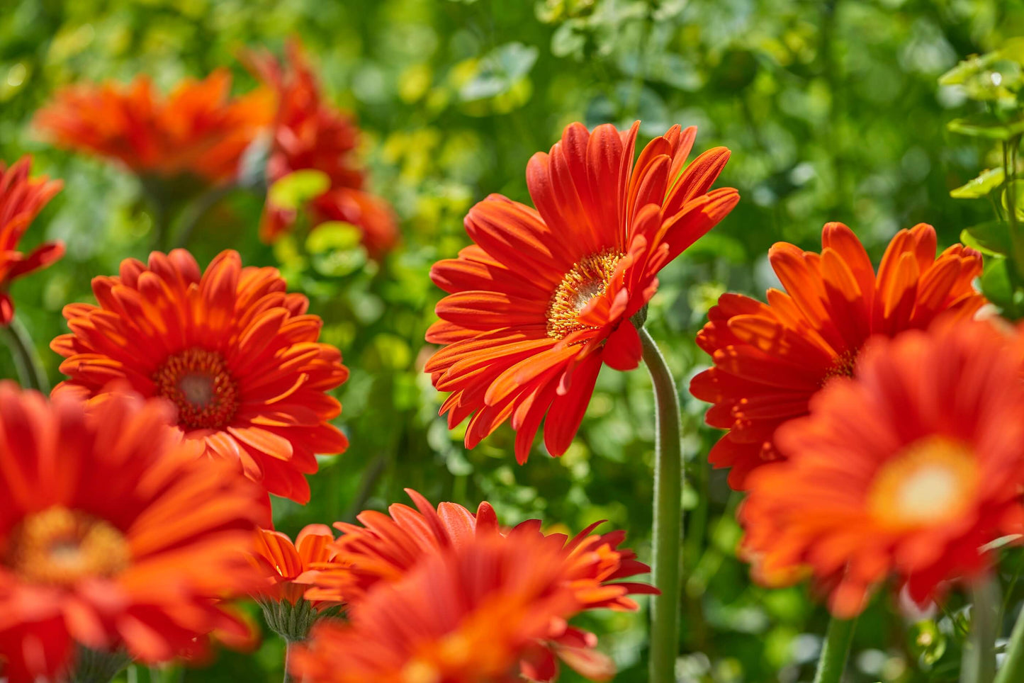 Gerbera Garvinea® in verschiedenen Farben