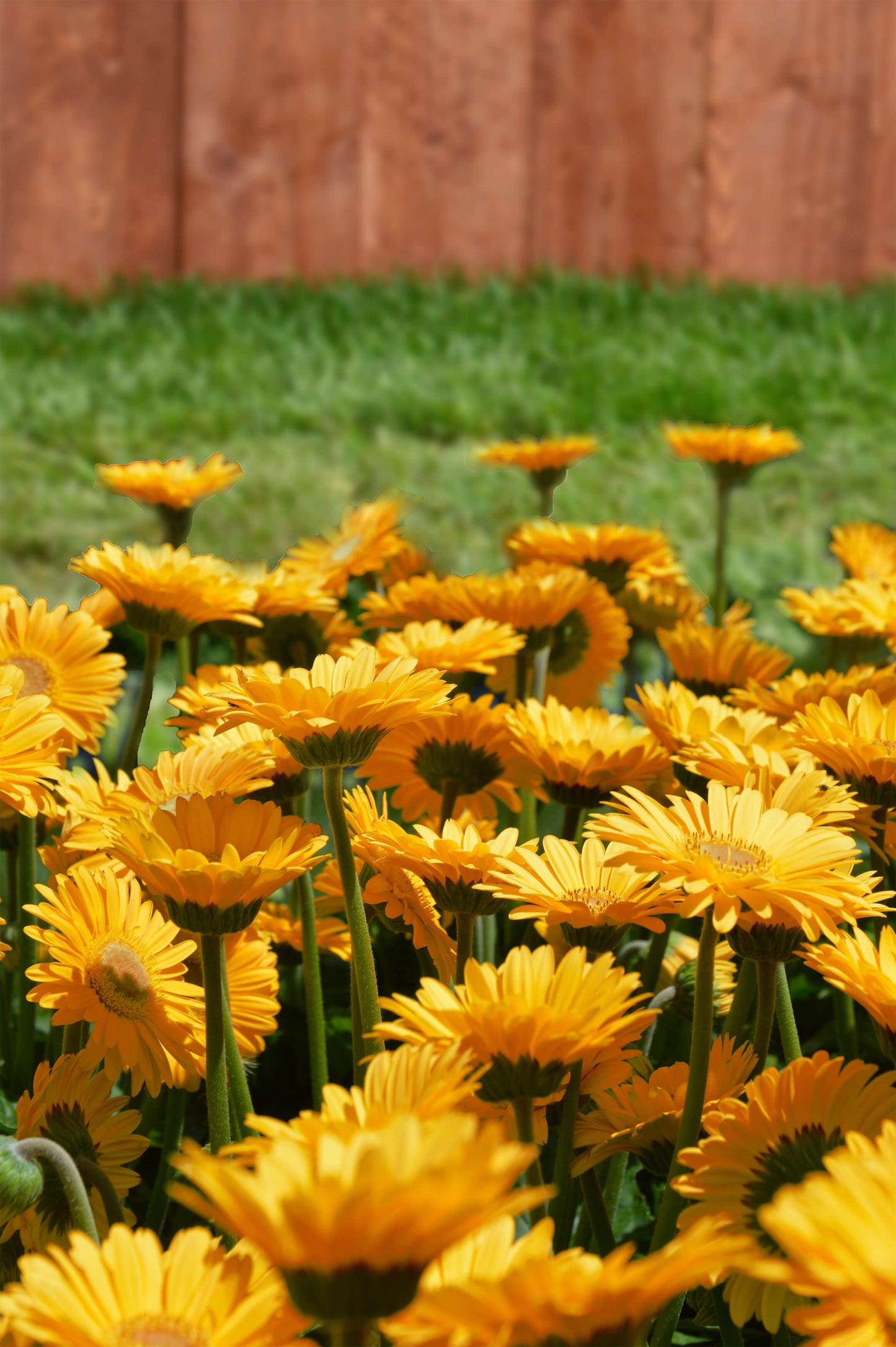 Gerbera Garvinea® in verschiedenen Farben