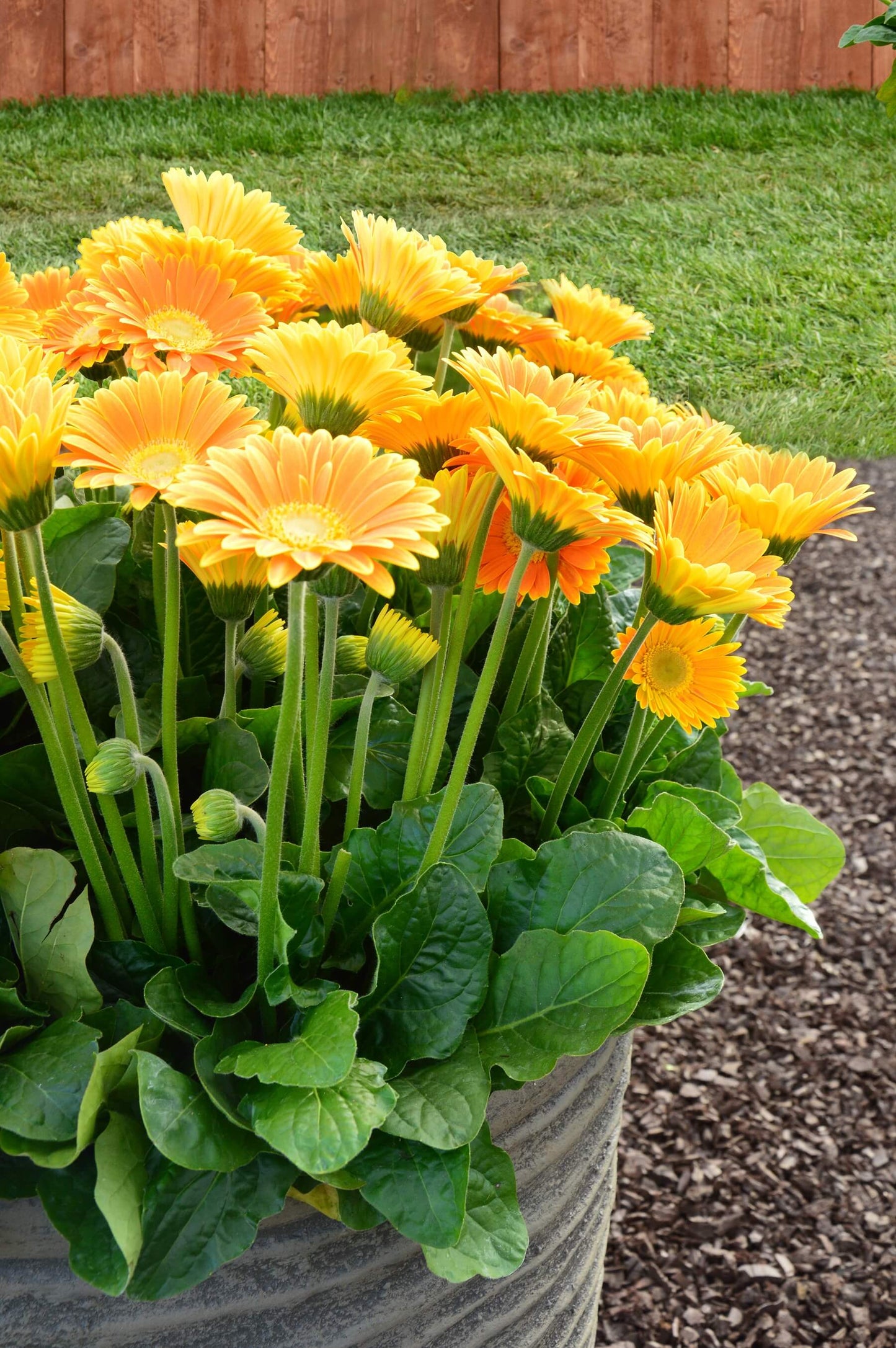 Gerbera Garvinea® in verschiedenen Farben