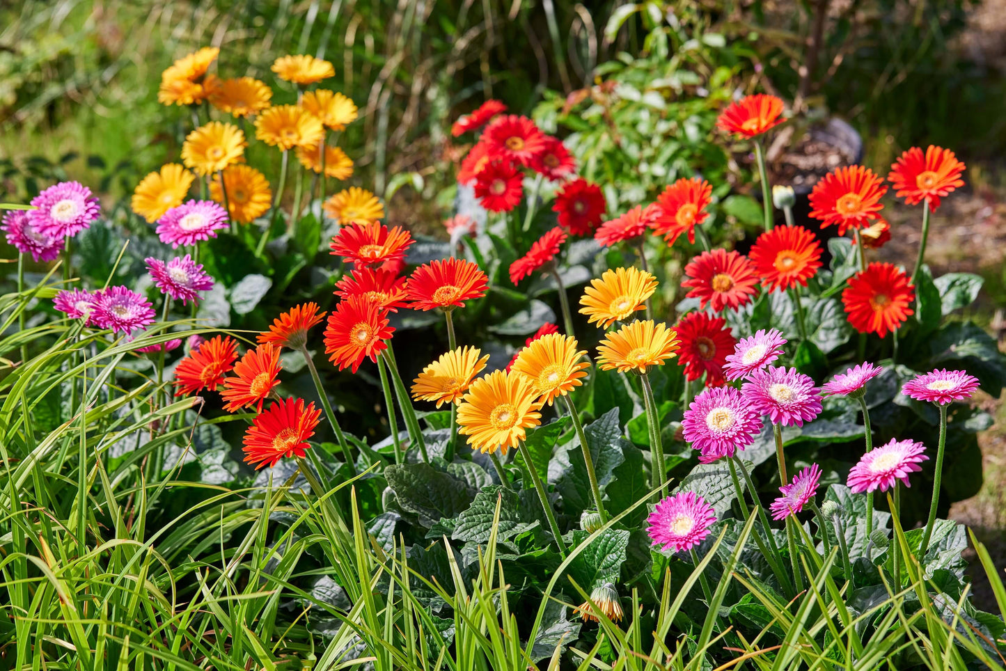 Gerbera Garvinea® in verschiedenen Farben