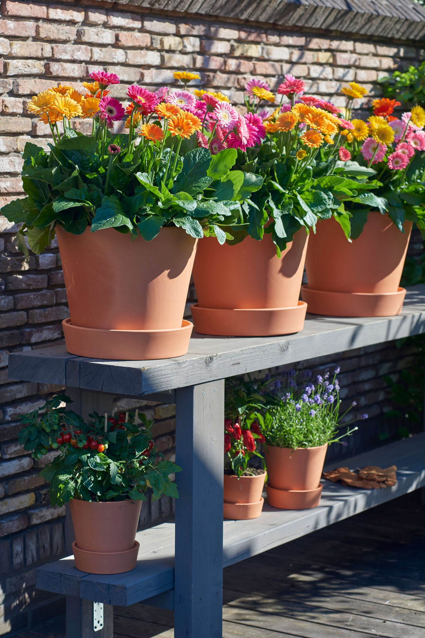 Gerbera Garvinea® in verschiedenen Farben