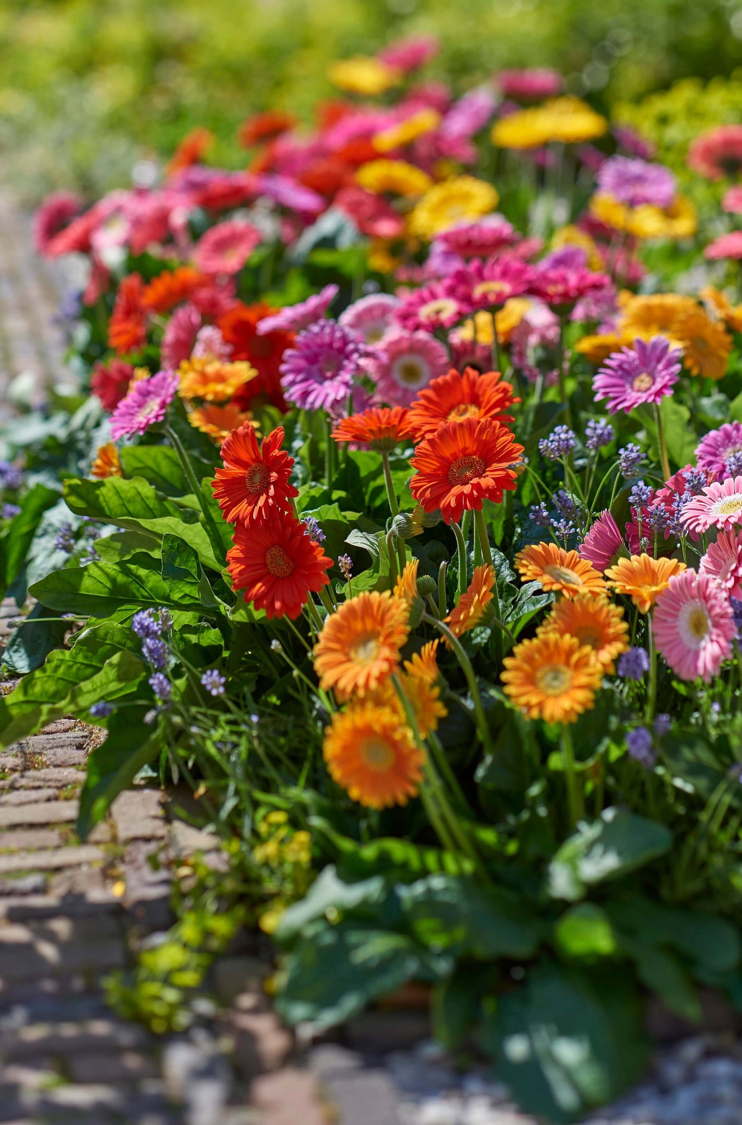 Gerbera Garvinea® in verschiedenen Farben