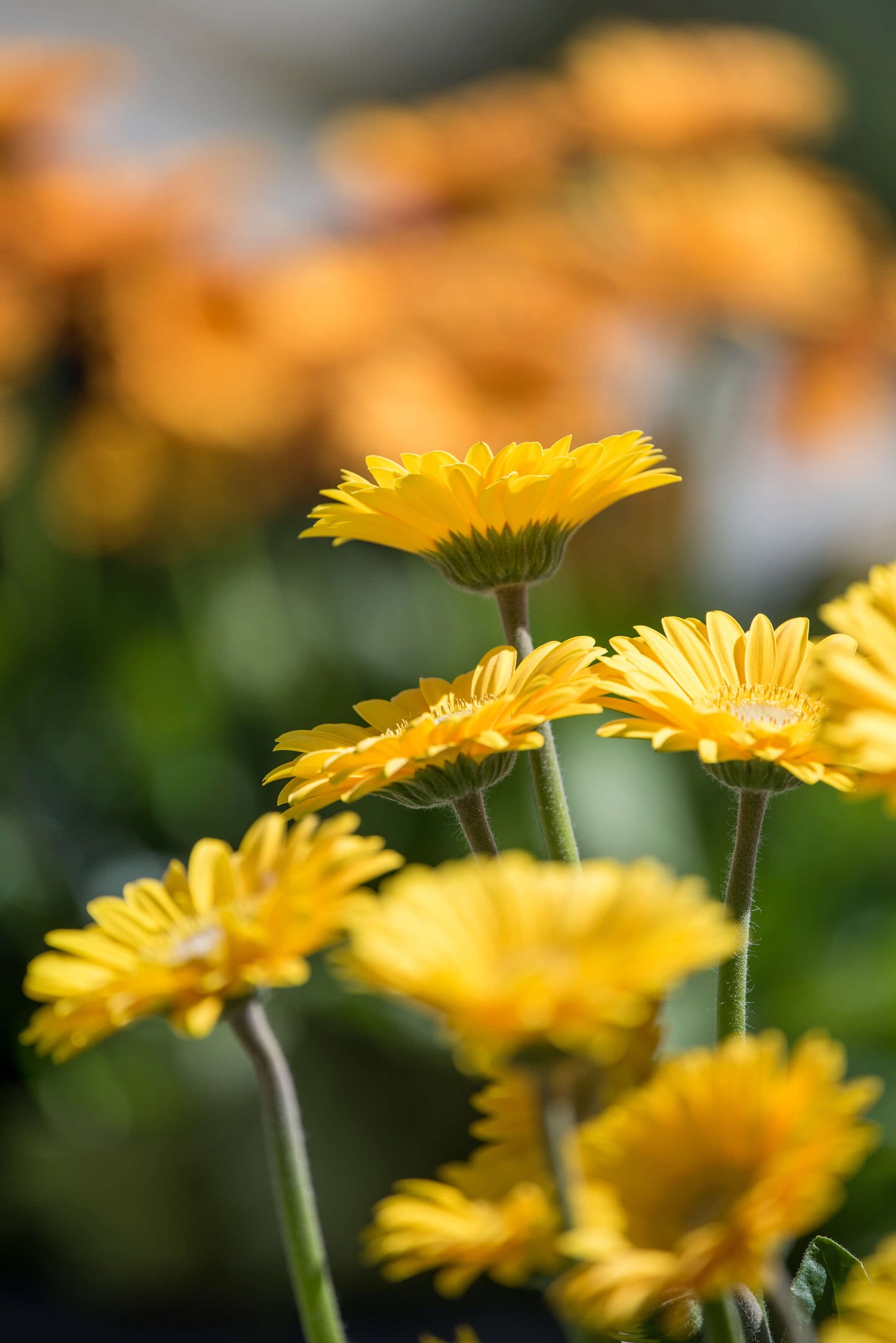 Gerbera Garvinea® in verschiedenen Farben