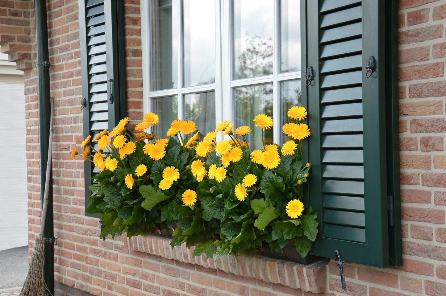 Gerbera Garvinea® in verschiedenen Farben