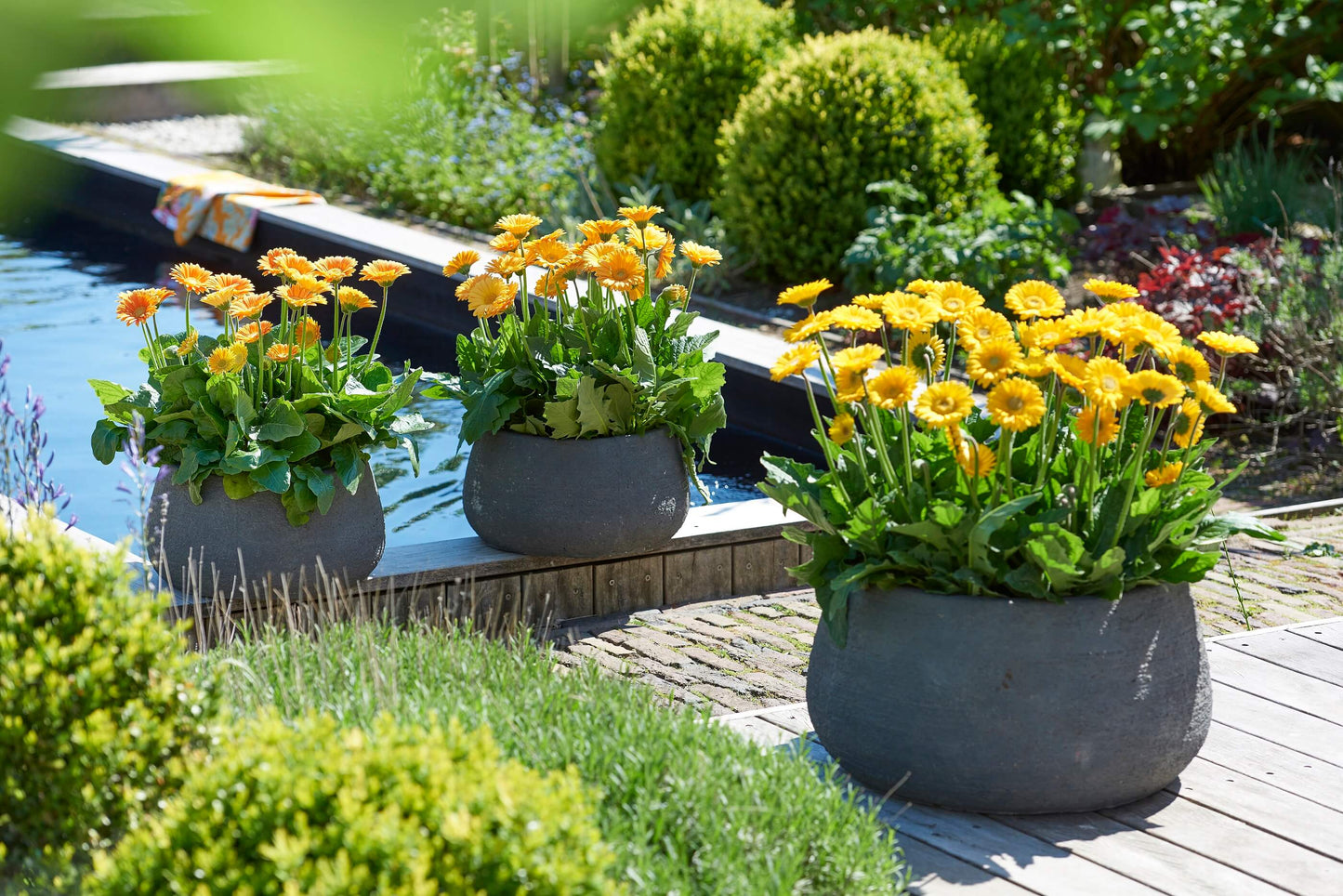 Gerbera Garvinea® in verschiedenen Farben