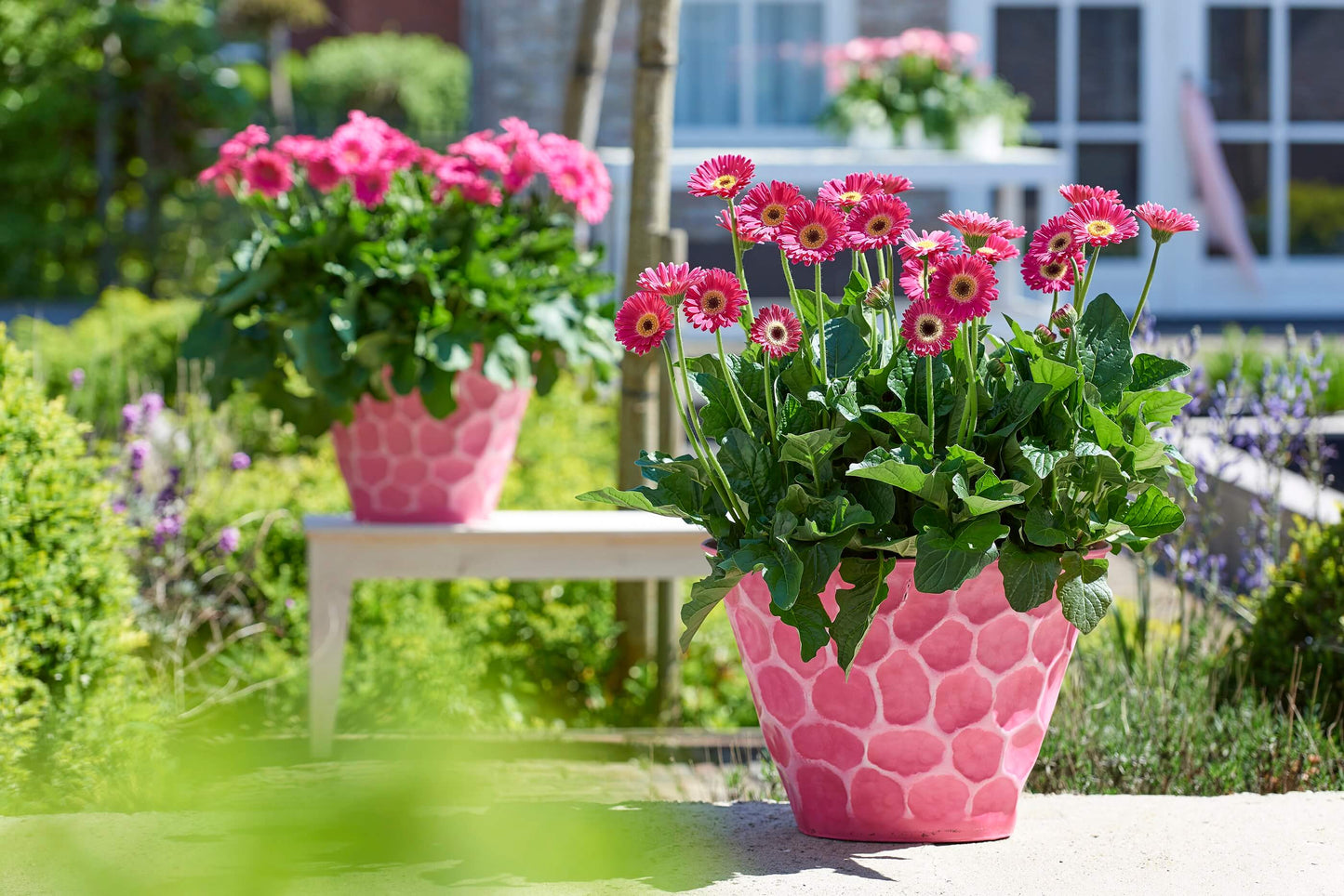 Gerbera Garvinea® in verschiedenen Farben