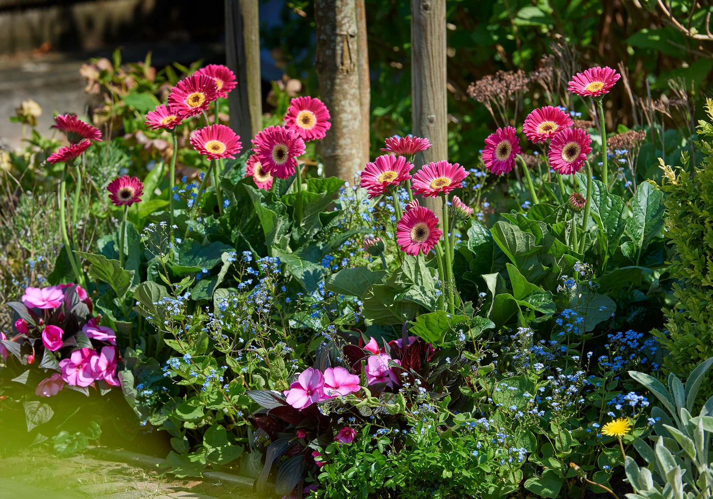 Gerbera Garvinea® in verschiedenen Farben