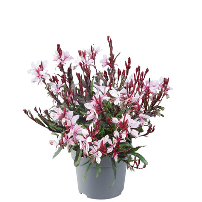 Prachtkerze (Gaura lindheimeri) 'Gaudi® Compact' in verschiedenen Farben