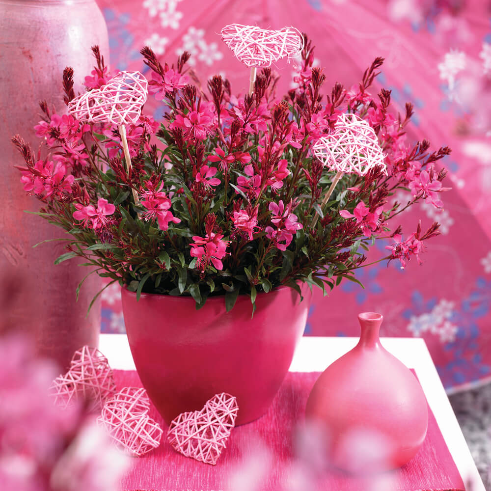Prachtkerze (Gaura lindheimeri) 'Gaudi® Compact' in verschiedenen Farben