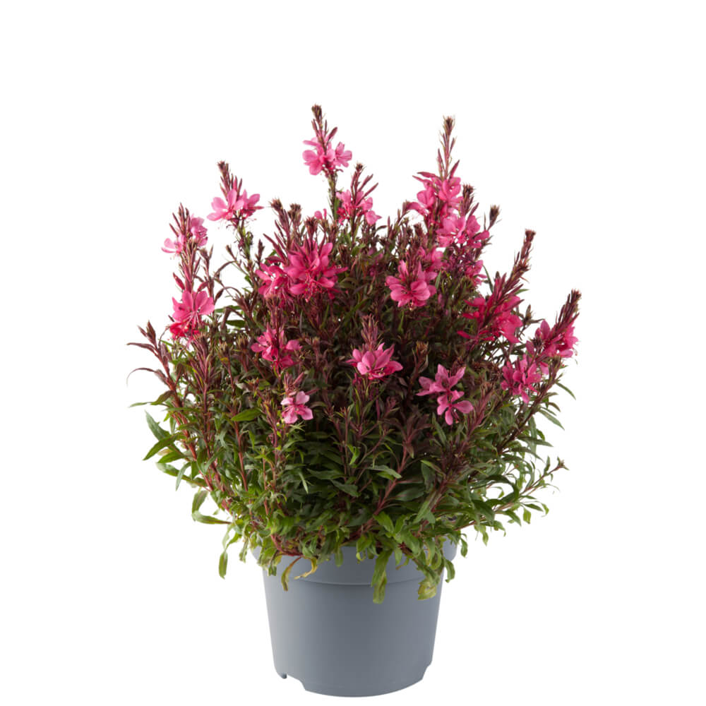 Prachtkerze (Gaura lindheimeri) 'Gaudi® Compact' in verschiedenen Farben