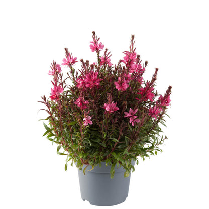 Prachtkerze (Gaura lindheimeri) 'Gaudi® Compact' in verschiedenen Farben
