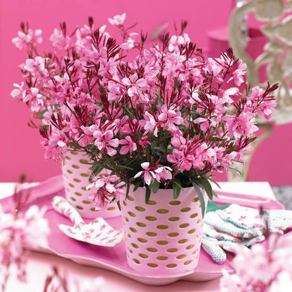 Prachtkerze (Gaura lindheimeri) 'Gaudi® Compact' in verschiedenen Farben