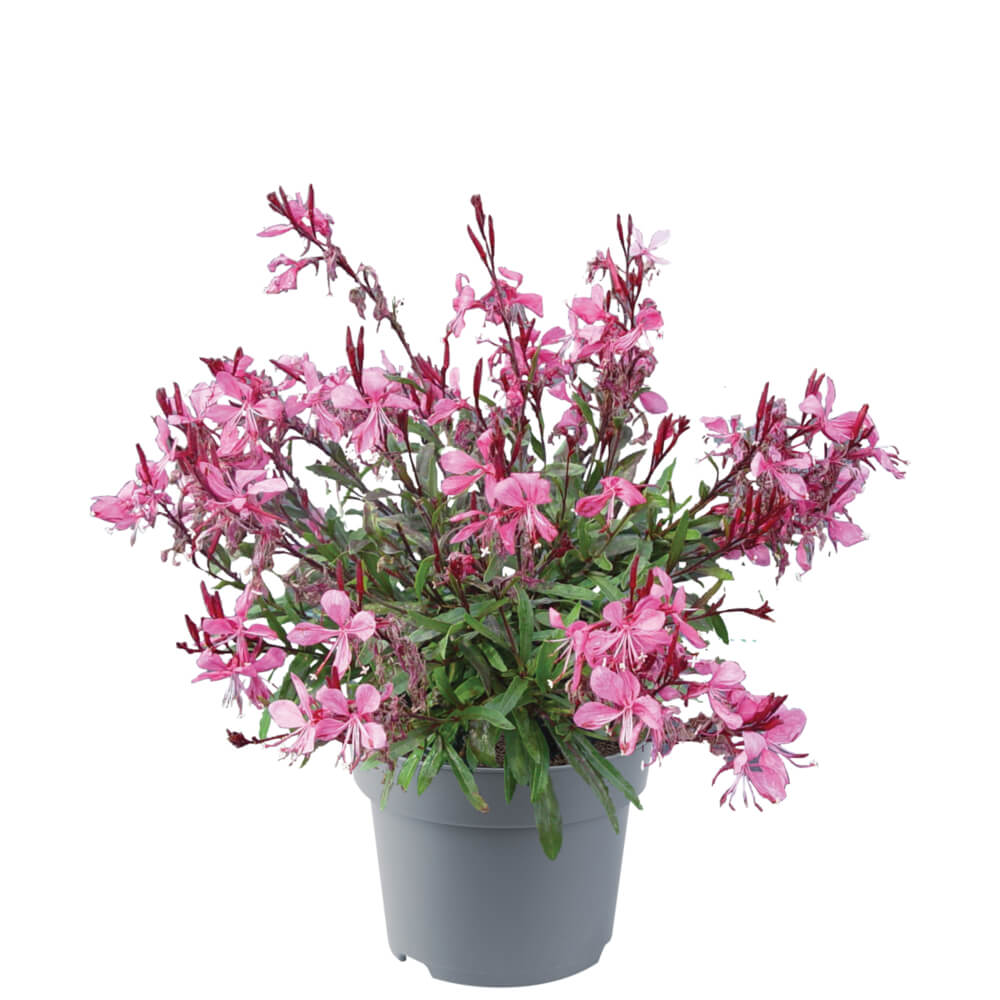 Prachtkerze (Gaura lindheimeri) 'Gaudi® Compact' in verschiedenen Farben
