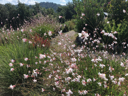 Prachtkerze (Gaura lindheimeri) 'Gaudi® Compact' in verschiedenen Farben