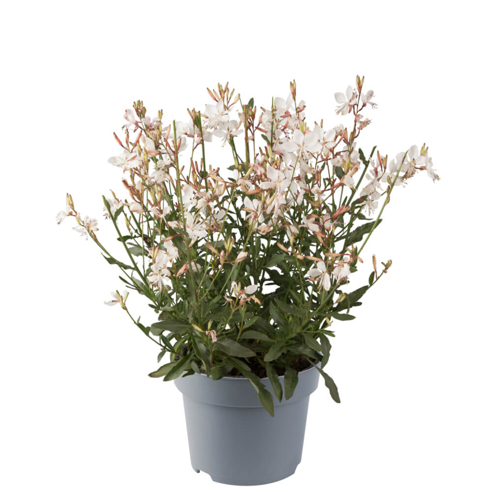 Prachtkerze (Gaura lindheimeri) 'Gaudi® Compact' in verschiedenen Farben