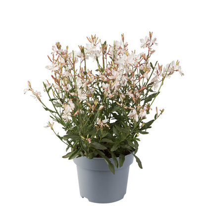 Prachtkerze (Gaura lindheimeri) 'Gaudi® Compact' in verschiedenen Farben