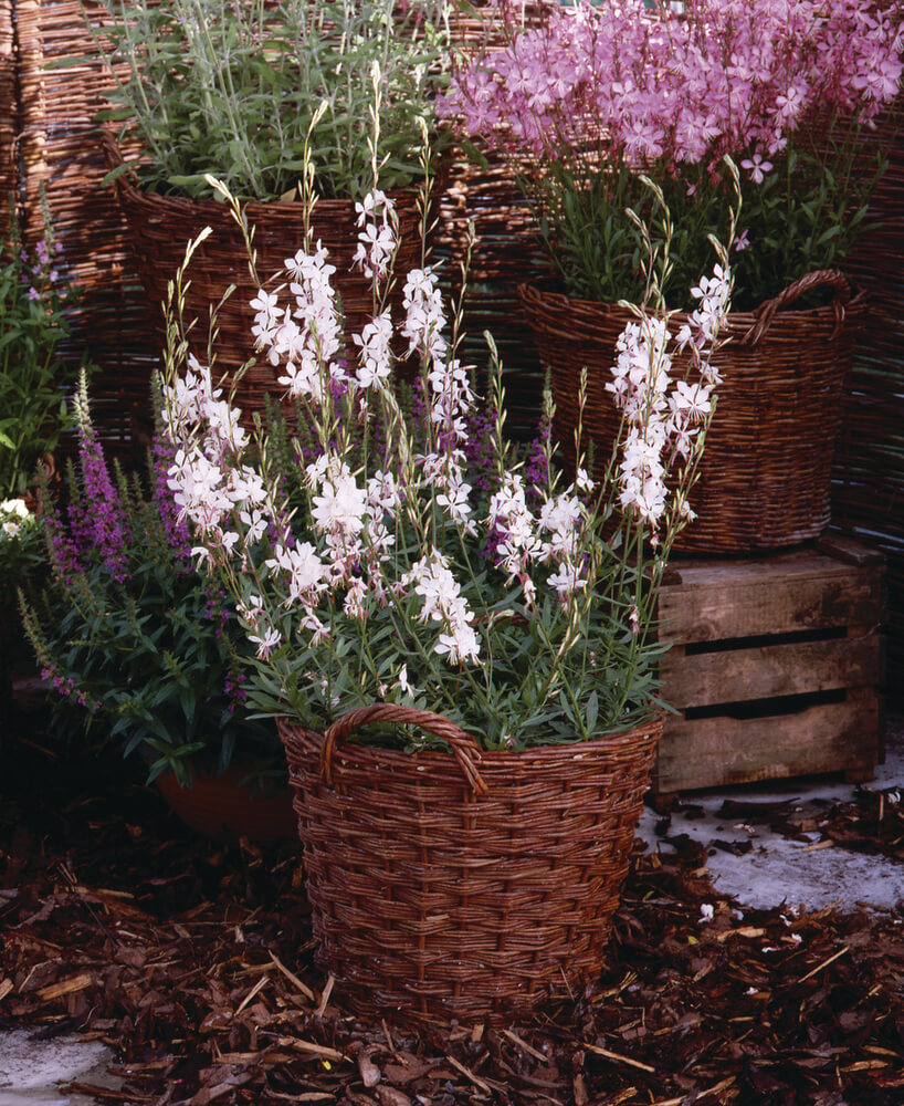 Prachtkerze (Gaura lindheimeri) 'Whirling Butterflies' T12 -winterhart