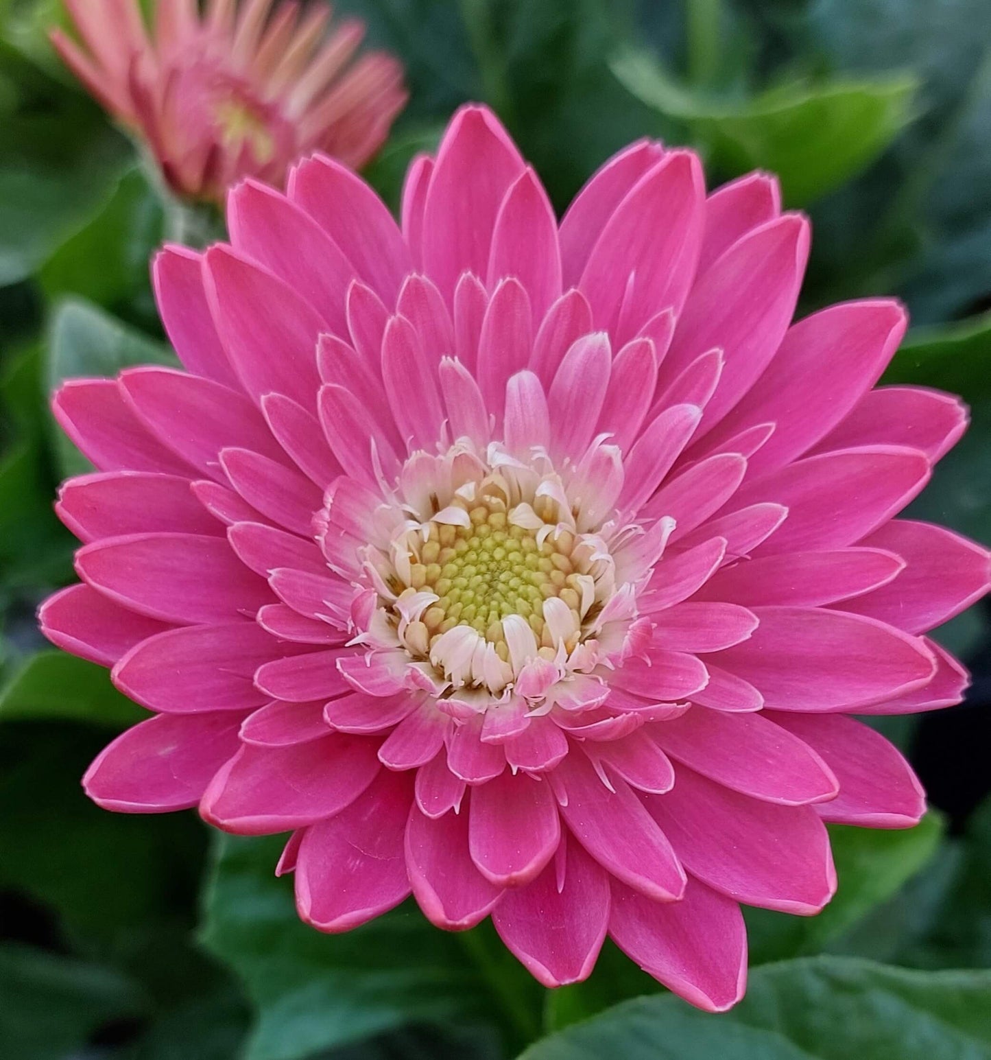 Gerbera Garvinea® in verschiedenen Farben