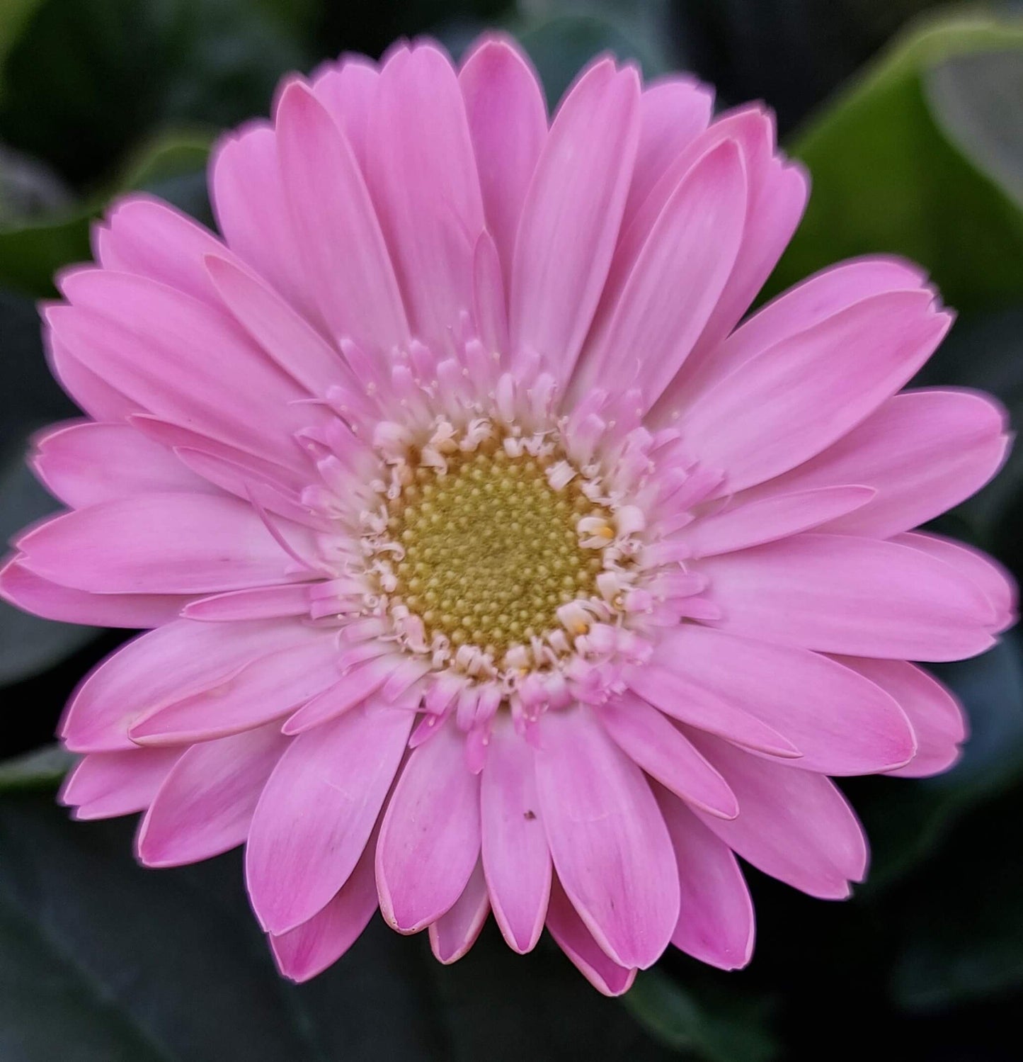 Gerbera Garvinea® in verschiedenen Farben