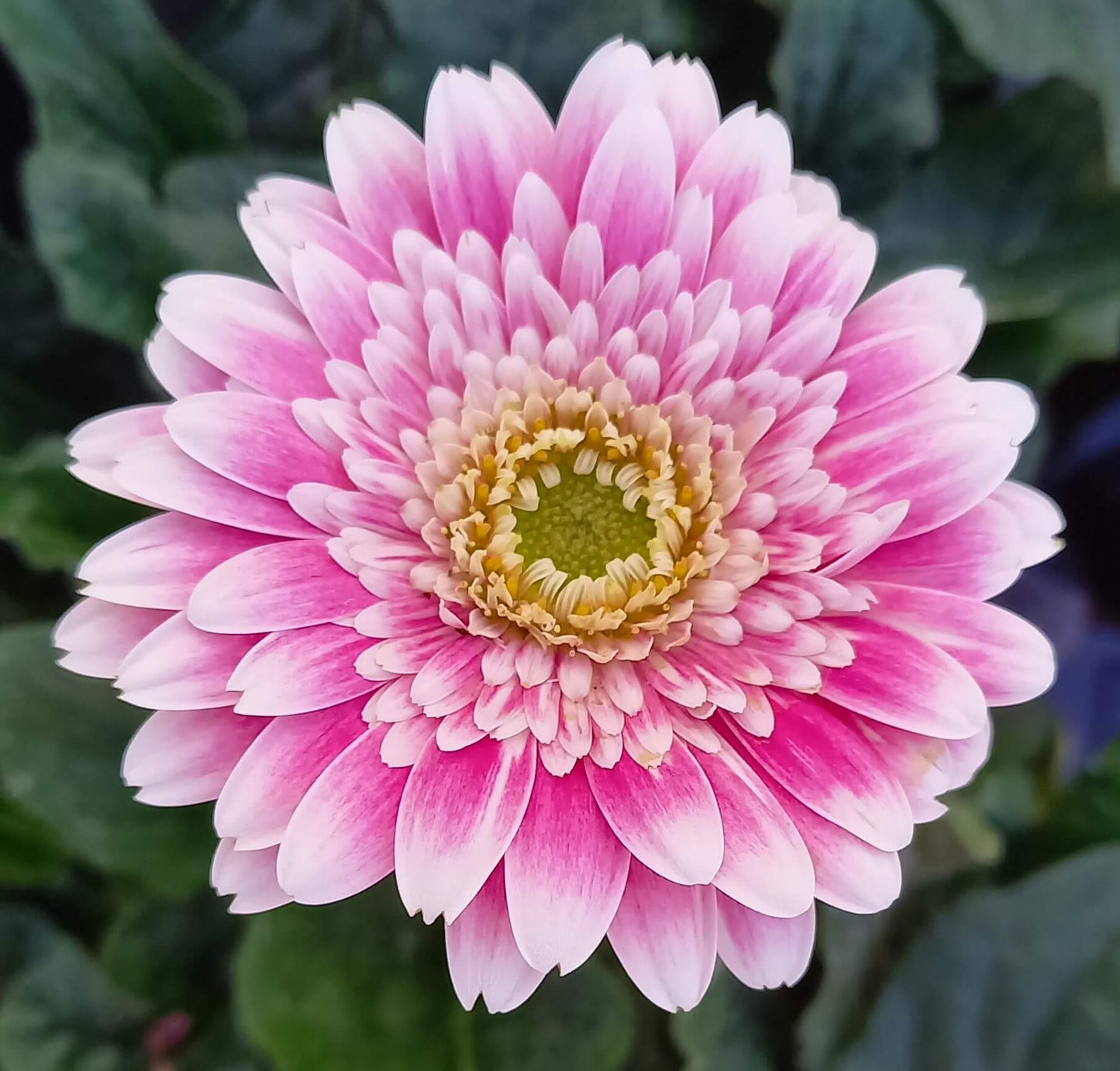 Gerbera Garvinea® in verschiedenen Farben